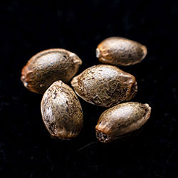 Candy Cream Go Fast - 5+2 Seed
