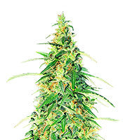 Apple Betty Auto (Herbies Seeds)