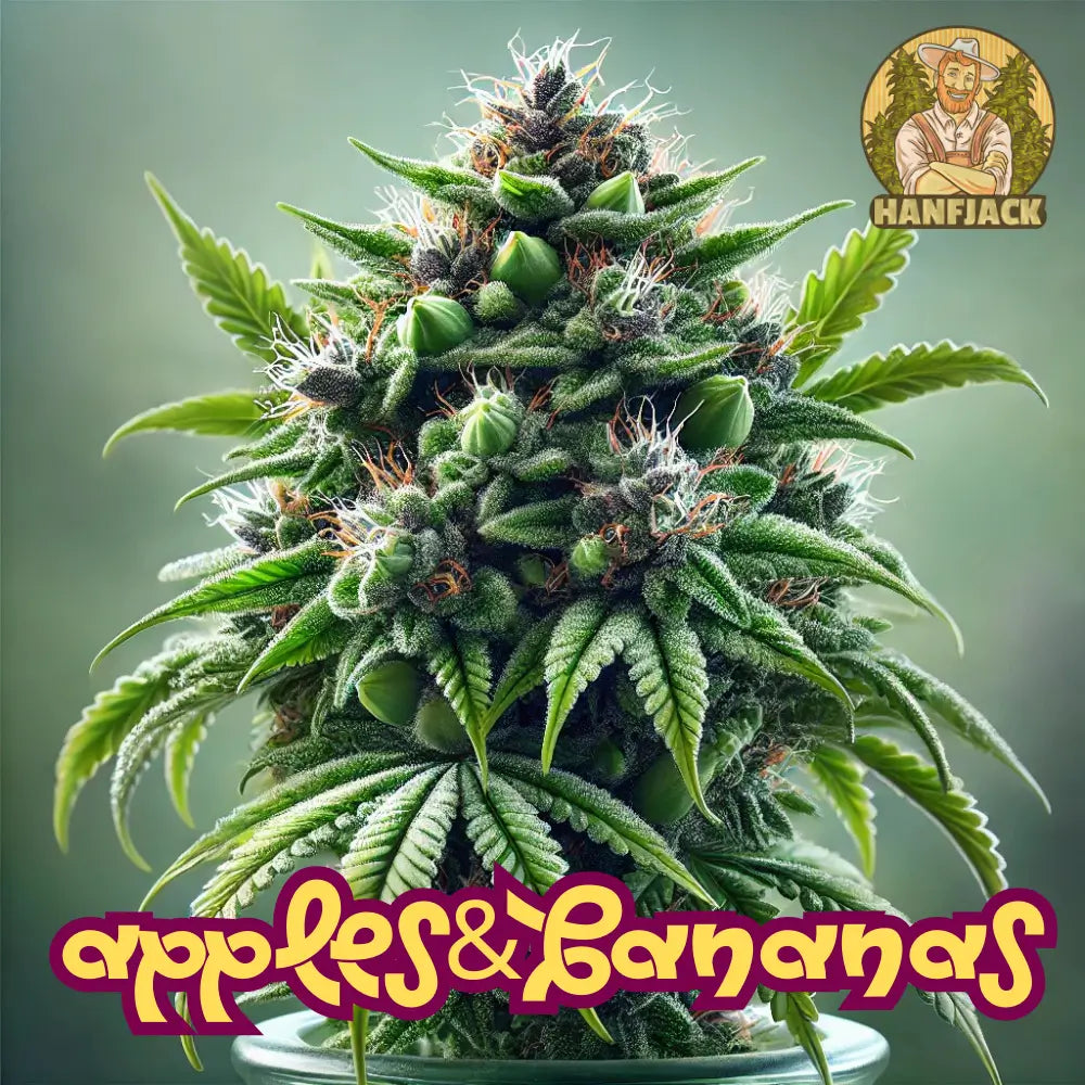 Apples & Bananas Feminisierte Stecklinge - Compound Genetics