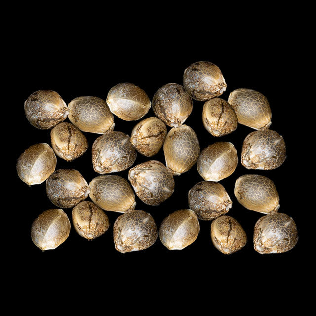 Apple & Bananas - 25 Seed