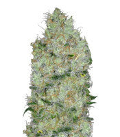 Big Bomb (Bomb Seeds)
