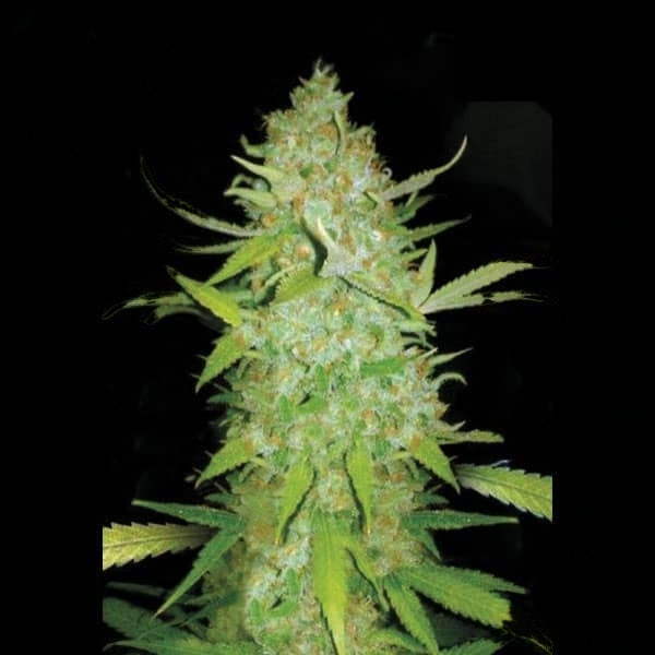 Ak-47 Autoflower Seeds (21% THC)