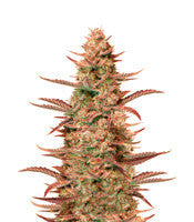 Auto Banana Blaze (Dutch Passion)