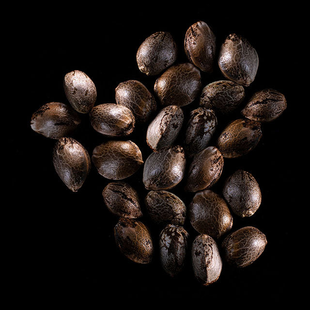 Baby Boom Auto - 25 Seed