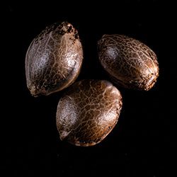 Baby Boom Auto - 3+1 Seed
