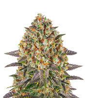 Banana Punch (Barney's Farm)