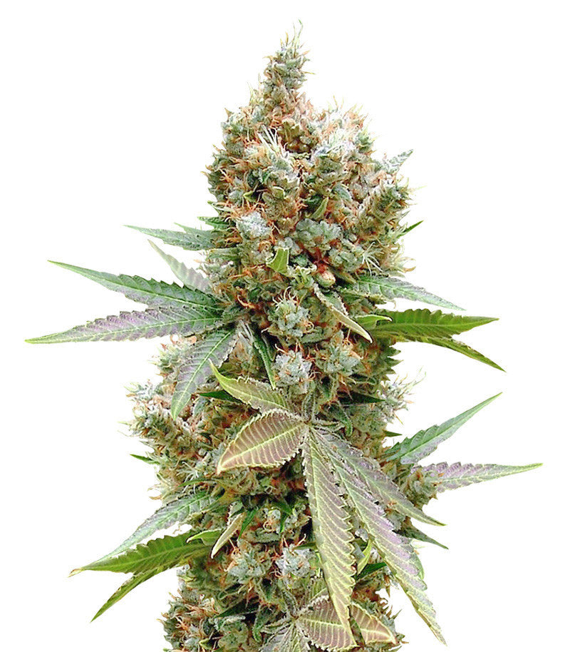 Banana Sapphire (Humboldt Seeds)