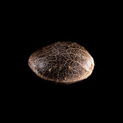 Bcn Diesel Cbd - 1 Seed