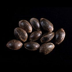 Bcn Diesel Cbd - 10+3 Seed