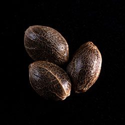 Bcn Diesel Cbd - 3+1 Seed