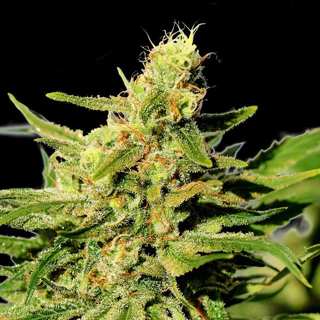 Bcn Diesel Cbd