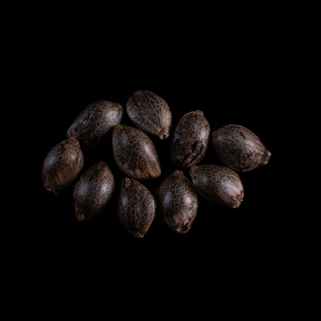 Cherry Dream - 10+3 Seed