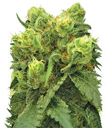 Big Bud (Nirvana Seeds)