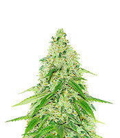 Black Beauty CBD (Kera Seeds)