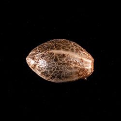 Break-up Cake - 1 Seed