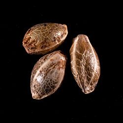 Break-up Cake - 3+1 Seed