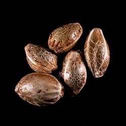 Break-up Cake - 5+2 Seed