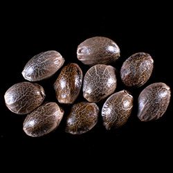Break-up Cake Auto - 10+3 Seed