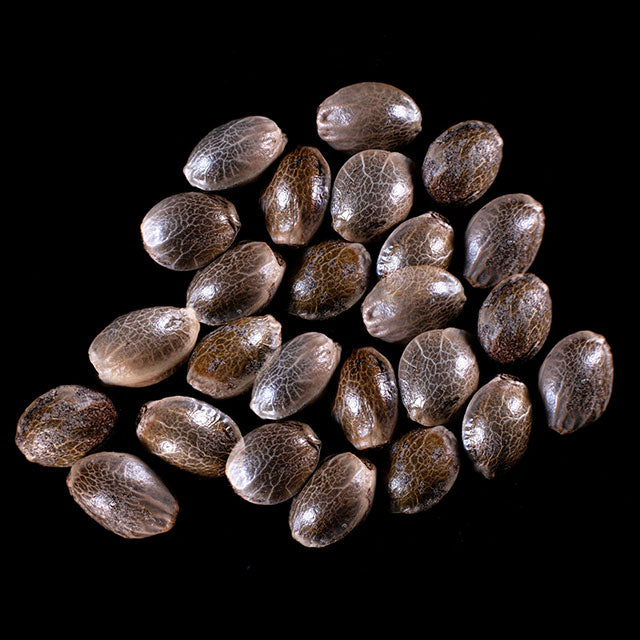 Break-up Cake Auto - 25 Seed