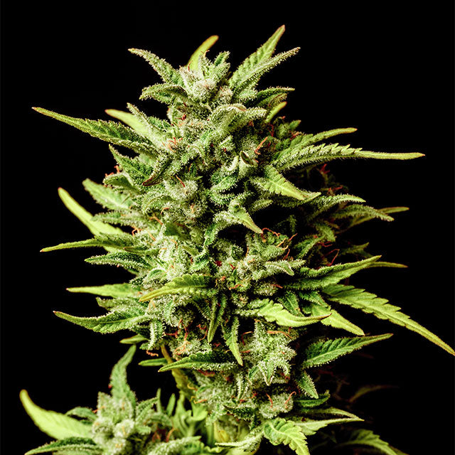 Break-up Cake Auto