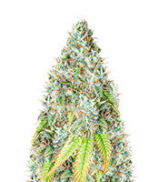 Bruce Banner Auto (Seedstockers)