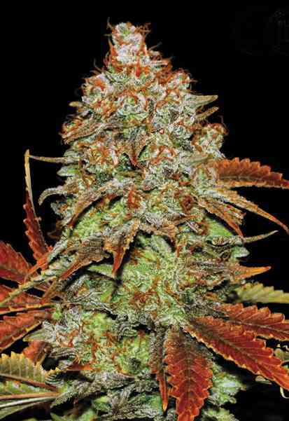 Bubblegum Extra Seeds - Feminisiert (27% THC)