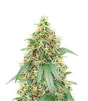Buddha Haze (Big Buddha Seeds)