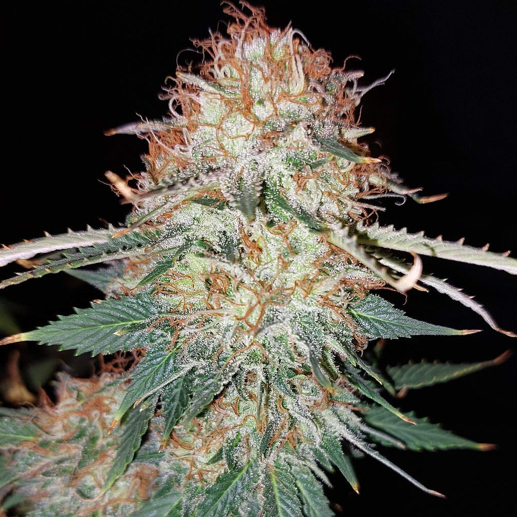LSD cutting - 3 cuttings