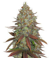 JillyBean regular (TGA Subcool Seeds / SubCool’s The Dank)