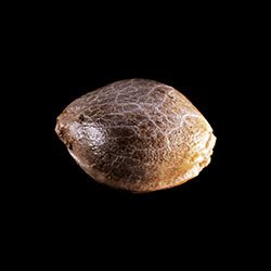 Kritikal-K - 1 Seed