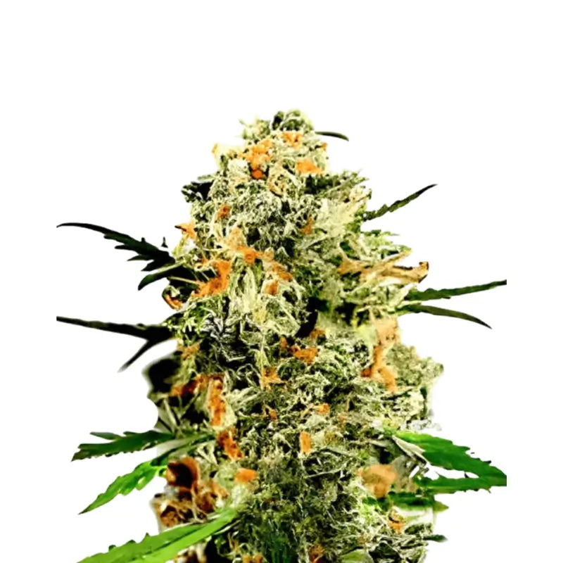 Runtz x Mango Feminized Cannabis Seeds - 3 Seeds