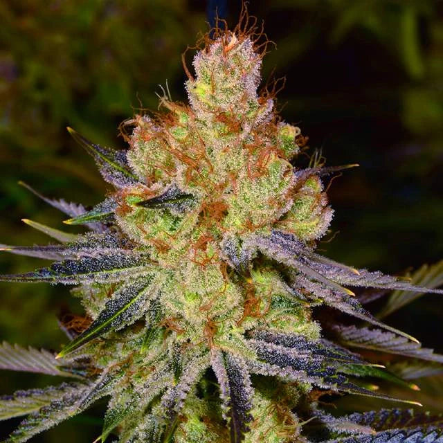 Orange Bud Autoflower Seeds (22% THC)