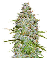 Candy Kush Auto (Auto Seeds)