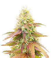 CBD Apple Betty Auto (Herbies Seeds)
