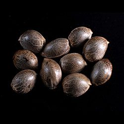 CBDV Auto - 10+3 Seed