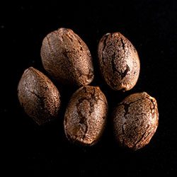 CBG Auto - 5+2 Seed
