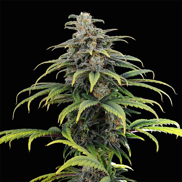 CBG Auto