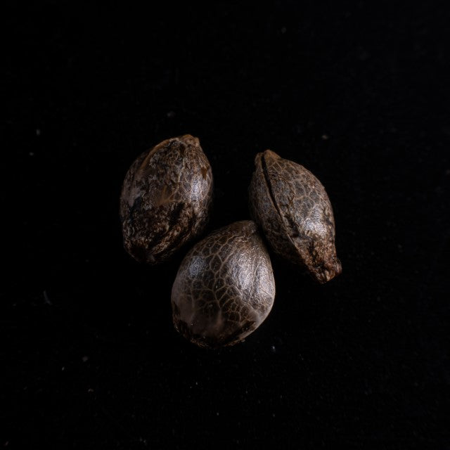 Cherry Dream - 3+1 Seed