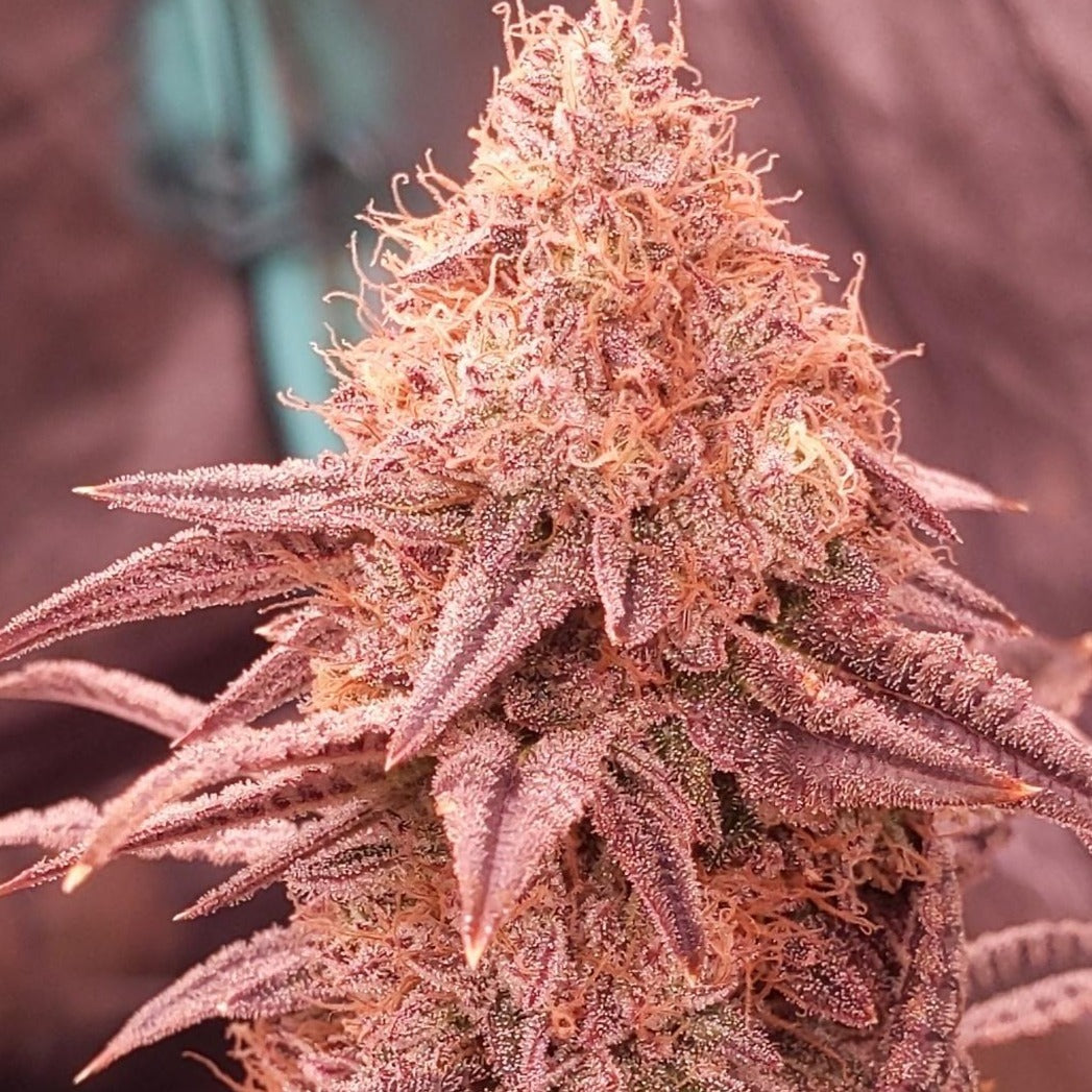 Cherry Runtz US Seeds Feminized - 3 seeds