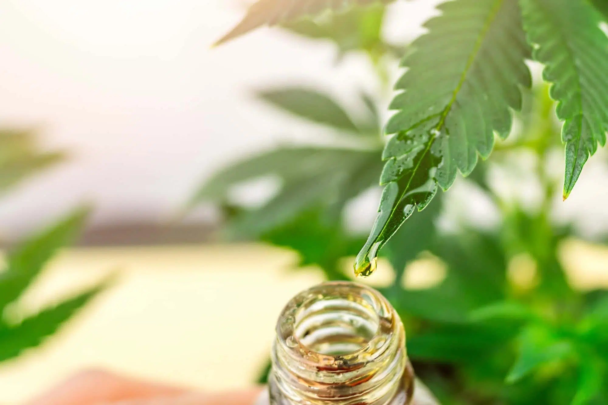 Cannabisöl tropft vom Blatt in Flasche
