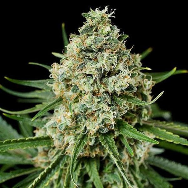 Critical Seeds - Feminisiert (26% THC)