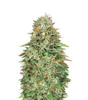 Critical Poison Fast Version (00 Seeds)