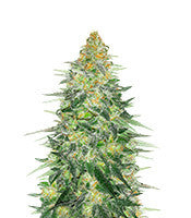 Critical Sensi Star Early Version (Delicious Seeds)