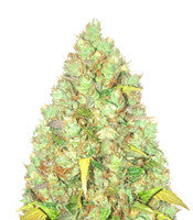 Critical XXL (Herbies Seeds)