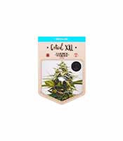 Critical XXL (Garden of Green)