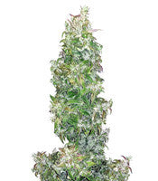 Walter White Auto (Mephisto Genetics)