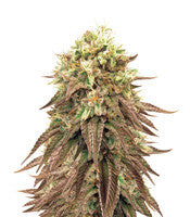 Peyote Purple Regular (CannaBioGen)