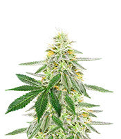 Different GG#4 (AlphaFem Seeds)
