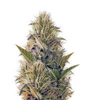 La Blanca Gold (Vision Seeds)