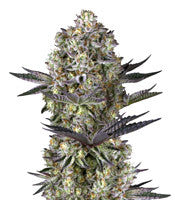 Dos Si Dos 33 (Barney's Farm)